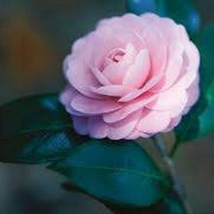 Meet your Posher, Sophie